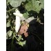 Acur Tohumu Kerem (Beyaz) - 500 g