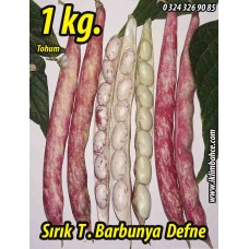 Barbunya Tohumu Sırık Defne - 1 KG Barbunya Tohumu Sırık Defne - 1 KG