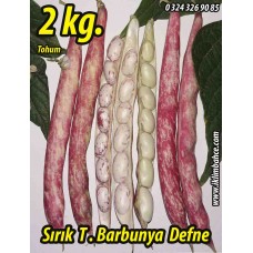 Barbunya Tohumu Sırık Defne - 2 KG Barbunya Tohumu Sırık Defne - 2 KG