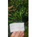 Biber Tohumu Toros Yukarı Bakan Yeşil Süs - 500g
