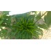 Biber Tohumu Toros Yukarı Bakan Yeşil Süs - 10g  (~ Takribi 800 Tohum)