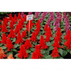 Salvia Splendes Dwarf Redy-Bright Red (Ateş Çiçeği) F1 1000 adet