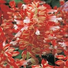 Salvia Splendes Vista (Ateş Çiçeği) F1 1000 adet