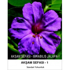 Akşam Sefası Çiçek Tohumu 1 - MIRABILIS JALAPA (~ Takribi 10 Tohum)