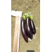 Patlıcan Tohumu Aydın Siyahı 55 - 100 g.
