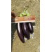 Patlıcan Tohumu Aydın Siyahı 55 - 500 g.
