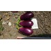 Patlıcan Tohumu Adana Dolmalık - 5 g (~ Takribi 650 Tohum)