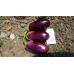 Patlıcan Tohumu Adana Dolmalık - 25 g (~ Takribi 3.250Tohum)