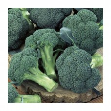 Seminis Brokoli  IRONMAN 80-85 Günlük 2500 Tohum