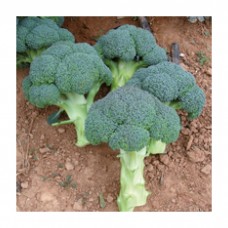 Seminis Brokoli  STEEL 100-110 Günlük 2500 Tohum