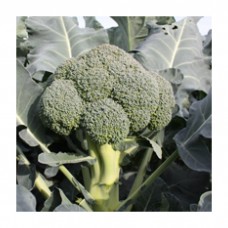 Seminis Brokoli  TINMAN 80-85 Günlük 2500 Tohum