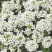 Alisyum Çiçek Tohumu (Kuduz Otu) - KRALIYET HALISI - ALYSSUM F1 1000 adet