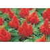 Celosia Plumosa-Kimono (Horoz ibiği-tüy) F1 1000 adet