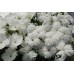 Dianthus Chinensis-Barbatus Floral Lace F1 (Çin karanfili) 1000 adet