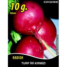 Turp Tohumu Toros Kırmızısı - 10 g (~ Takribi 600 Tohum)