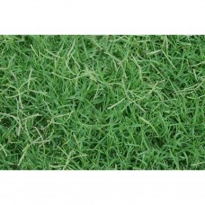 ÇİM Tohumu Bermuda Grass  10 KG