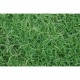 ÇİM Tohumu Bermuda Grass  10 KG