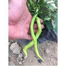 A-Z TOHUM BİBER TOHUMU A-Z 32 F1 ÇORBACI BİBER 1000 ADET TOHUMLUK A-Z TOHUM BİBER TOHUMU A-Z 32 F1 ÇORBACI BİBER 1000 ADET TOHUMLUK