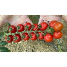A-Z TOHUM DOMATES TOHUMU A-Z 05 F1 YUVARLAK KOKTEYL DOMATES - 1000 ADET TOHUMLUK A-Z TOHUM DOMATES TOHUMU A-Z 05 F1 YUVARLAK KOKTEYL DOMATES - 1000 ADET TOHUMLUK
