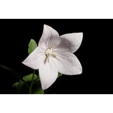 Balon Çiçeği Çiçek Tohumu 2- Campanula Grandiflora (~ Takribi 30 Tohum)