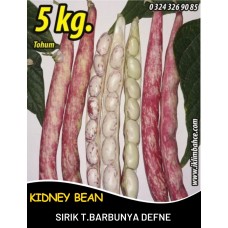 Barbunya Tohumu Sırık Defne - 5 Kg