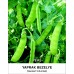 Bezelye Tohumu Tırabi Yaprak - 50G