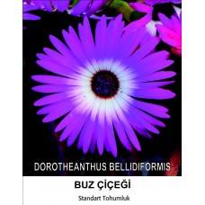 Buz Çiçeği Tohumu 1- MESENBRYANTHEMUM ALBATUM (~ Takribi 40 Tohum)
