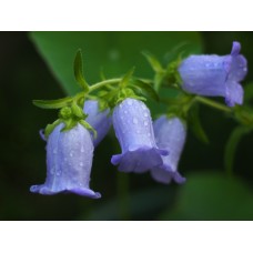 Çan Sarmaşığı Karışık Renk Pk (~ Takribi 10 Tohum) Çan Sarmaşığı Karışık Renk Pk (~ Takribi 10 Tohum)