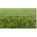 Çim Tohumu Karışımı - Lolium - 4 M - Karışım  10 Kg