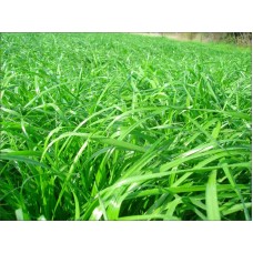Çim Tohumu Karışımı - Spot - 4 M - 4 Lü Karışım  10 Kg