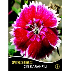 Çin Karanfili Çiçek Tohumu 1 - DIANTHUS CHINENSIS (~ Takribi 40 Tohum)