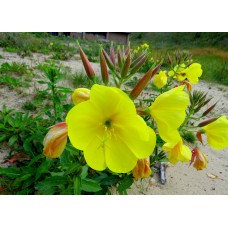 Ezan Çiçeği Tohumu 1 - Oenothera (~ Takribi 50 Tohum)