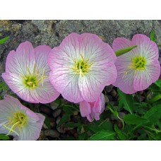 Ezan Çiçeği Tohumu 2-Oenothera (~ Takribi 50 Tohum)