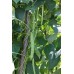 Fasulye Tohumu Özlem  ( Sırık ) - 2 Kg