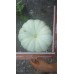 Kabak Tohumu Balkabağı - 1 Kg