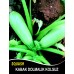 Kabak Tohumu Sakız Beyaz Dolmalık - 100G