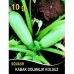 Kabak Tohumu Sakız Beyaz Dolmalık - 10G (~ Takribi 35 Tohum)