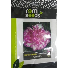 Karanfil Çiçek Tohumu 5 - Dıanthus Chabaud (~ Takribi 50 Tohum)