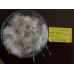 Marul Tohumu Iceberg - 10G. (~ Takribi 5500 Tohum)