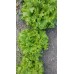 Marul Tohumu Kışlık Kıvırcık - 500G