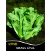 Marul Tohumu Lital - 10 G (~ Takribi 5500 Tohum)