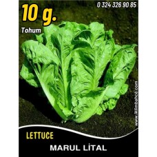 Marul Tohumu Lital - 10 G (~ Takribi 5500 Tohum) Marul Tohumu Lital - 10 G (~ Takribi 5500 Tohum)