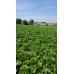 Marul Tohumu Yedikule 5701 - 500G