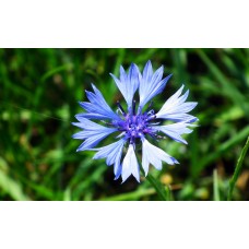 Mavi Kantaron Çiçek Tohumu - Centaurea cyanus (~ Takribi 20 Tohum)