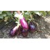 Patlıcan Tohumu Adana Dolmalık - 5 g (~ Takribi 650 Tohum)