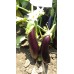 Patlıcan Tohumu Aydın Siyahı 55 - 500 G.