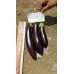 Patlıcan Tohumu Aydın Siyahı 55 - 5g (~ Takribi 650 Tohum)