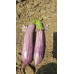 Patlıcan Tohumu Manisa (Kır) 10 G. (~ Takribi 1300 Tohum)