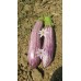 Patlıcan Tohumu Manisa (Kır) 3 G. (~ Takribi 400 Tohum)