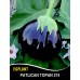 Patlıcan Tohumu Topan 374 Tnk 500G